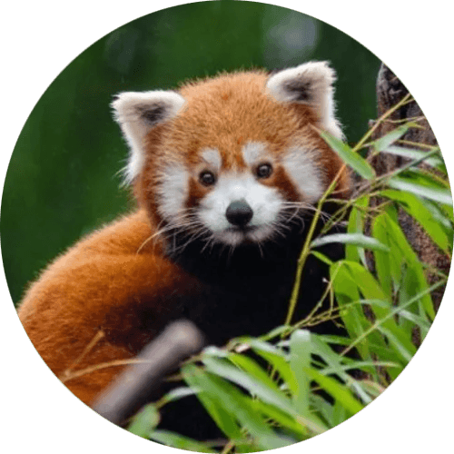 Endangered Species logo