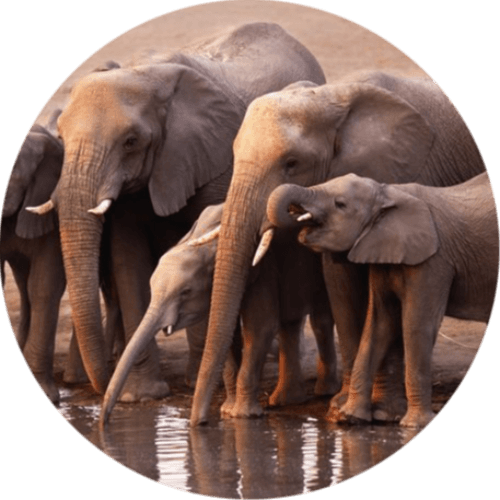 Know Your Animal Groups logo