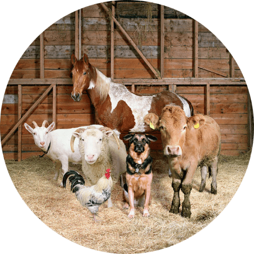 Barnyard Animals logo