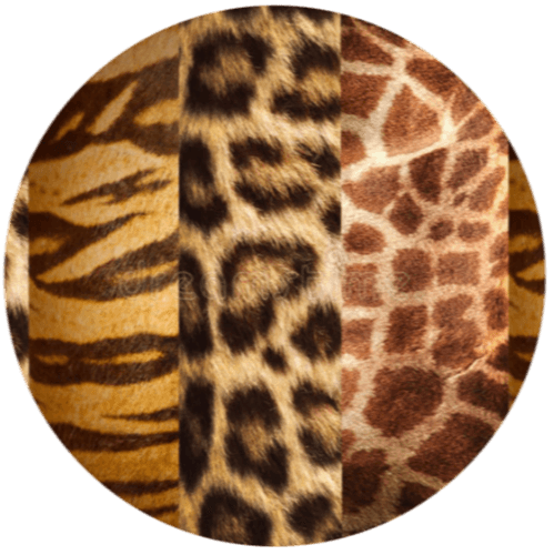 Animals 12 logo