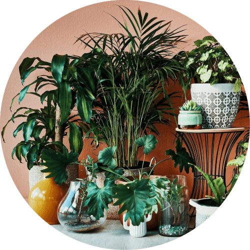 Name That Plant logo