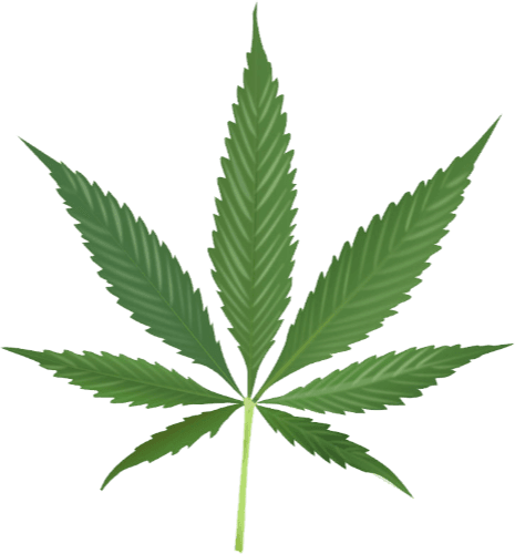 More Cannabis Trivia logo