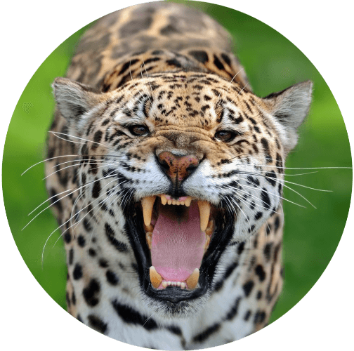 Animal Kingdom Bingo logo