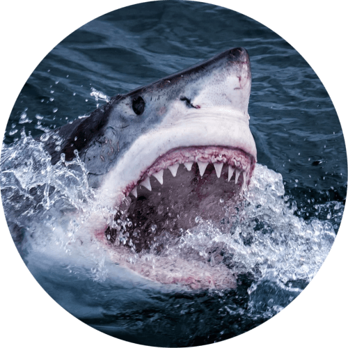 Shark Week 2 logo