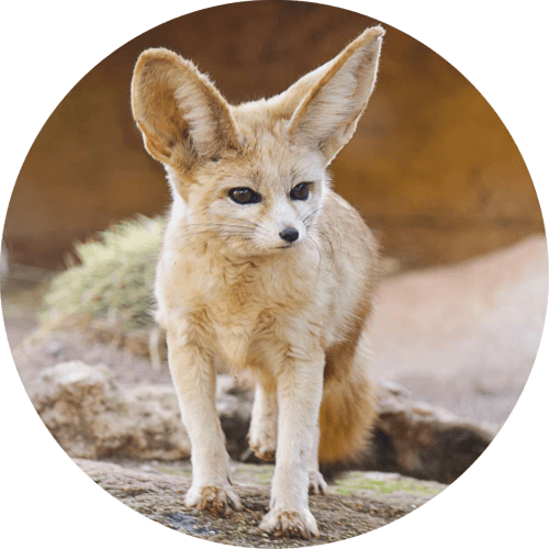 Endangered Species 2 logo