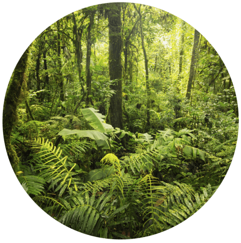 In the Jungle logo