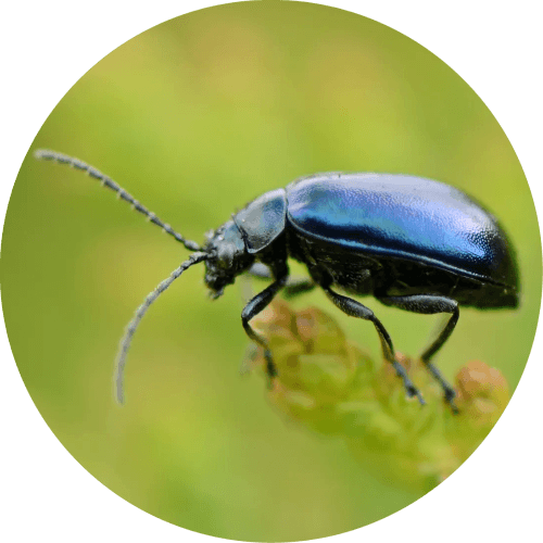 Creepy Crawlies logo
