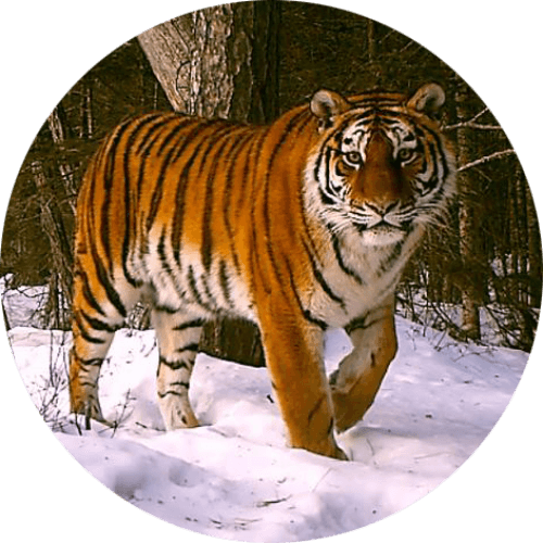 Big Cat Trivia logo