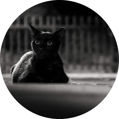Back in Black Trivia logo