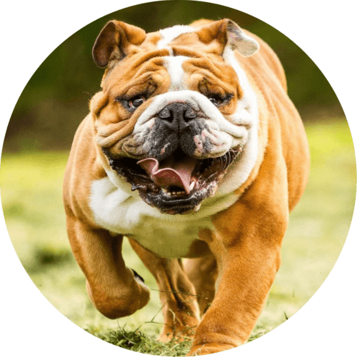It's a Dog's Life 2 logo