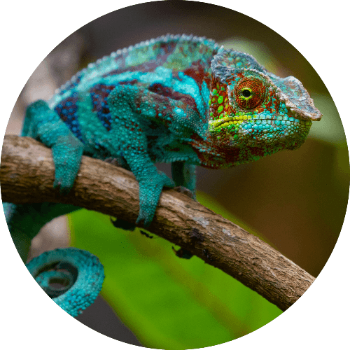 Exotic Animals Trivia logo