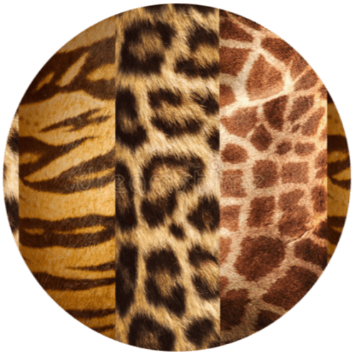 Animals 11 logo