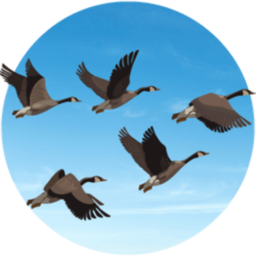 Fall Migration Trivia logo