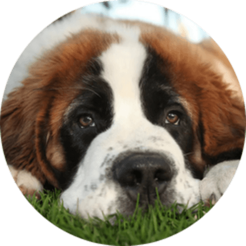 Famous Movie Dogs logo