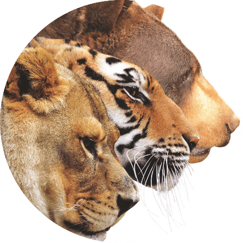 Lions & Tigers & Bears, Oh My! logo