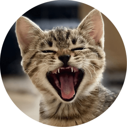 Curiosity About Cats 2 logo