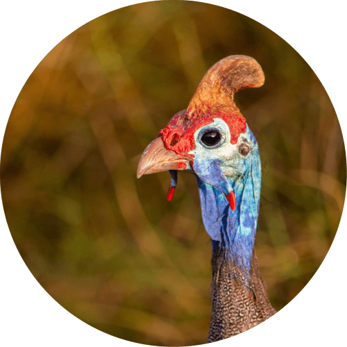 Fair is Fowl & Fowl is Fair logo