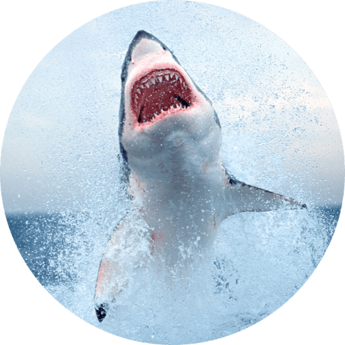 Shark Week logo