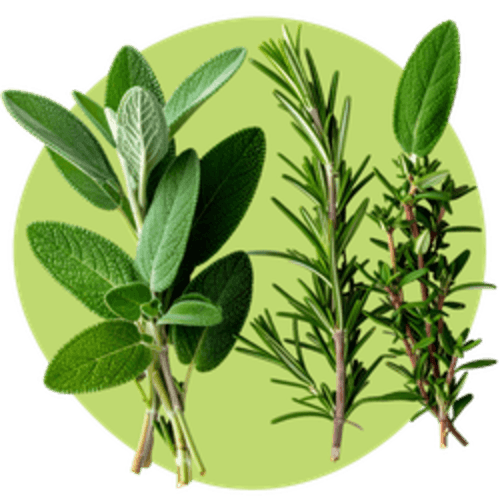 Herbs & Spices Trivia logo